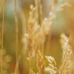 台風21号たまご2015の進路最新情報！ヨーロッパの情報はこちら。