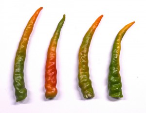 6356718731_5faa9fbecf