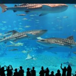 男の一人旅におすすめの厳選5箇所を紹介！【国内編】