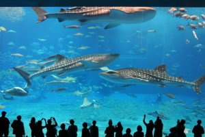 59fe8d4eca64e1fce69bd13d74414ce0_l