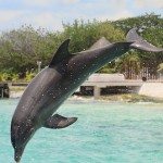 フェロー諸島も行っているイルカの追い込み漁。「和歌山県の見解が強気だな」