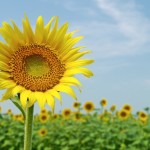 夏休みの家族旅行でおすすめの国内旅行先・厳選5!「お父さんありがとう」と言われる場所をご紹介!
