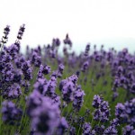 北海道の観光ランキング【夏休み編】富良野・美瑛の絶景に大人も子どもも感動の連続!