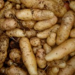 北海道のジャガイモを襲った害虫「ジャガイモシロシストセンチュウ」は人体への悪影響はなし。