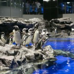 すみだ水族館の混雑 平日の空いている時間帯について。「意外と平日なのに混んでいる」との声も。