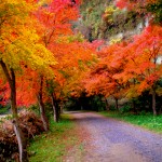 養老渓谷の紅葉が美しすぎる!おすすめのハイキングコースや交通アクセスをご紹介。