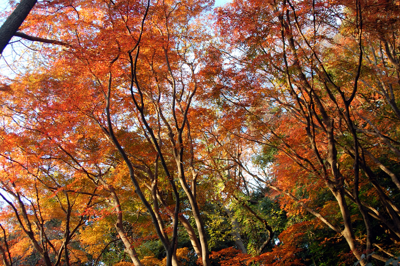 20071210kamakura-shishimai