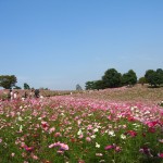 のんびりデート♡【東京編】オススメのスポットをご紹介♡