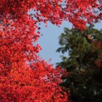 箱根の紅葉!2016年の見頃の時期は11月上旬以降。