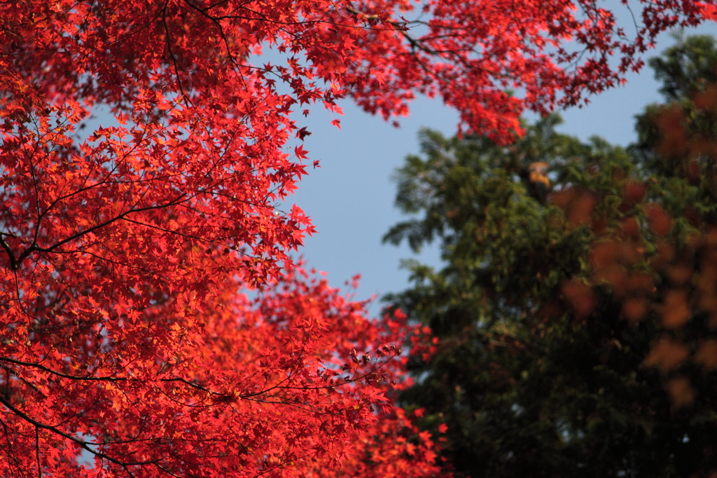 590c6110687f052100f5d80cab4e1fbe_l