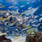 土日は大混雑!サンシャイン水族館の空いている時間をご紹介!