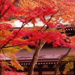 鎌倉の紅葉が見頃な時期は毎年11月中旬以降!おすすめスポットもご紹介!