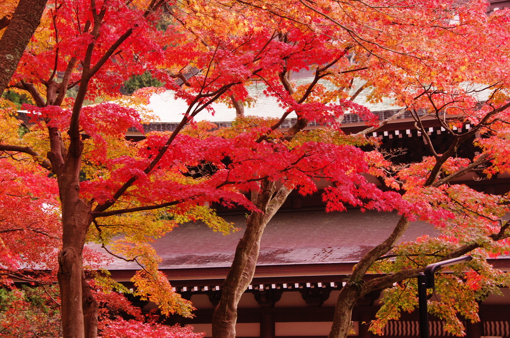 c8793781f12c90165b41a112fad9e687_l