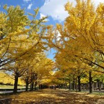 昭和記念公園の紅葉。2015年の見頃は11月上旬から。駐車場もご紹介。