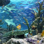 平日でも混雑!サンシャイン水族館の混雑を避ける時間帯・方法をご紹介。