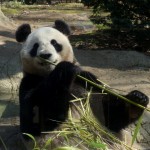 上野動物園のパンダ特集。混雑を避けて見る時間帯をご紹介。