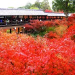 東福寺の紅葉!2016年の見頃は11月下旬から!ライトアップは東福寺塔頭の勝林寺と天得院で。