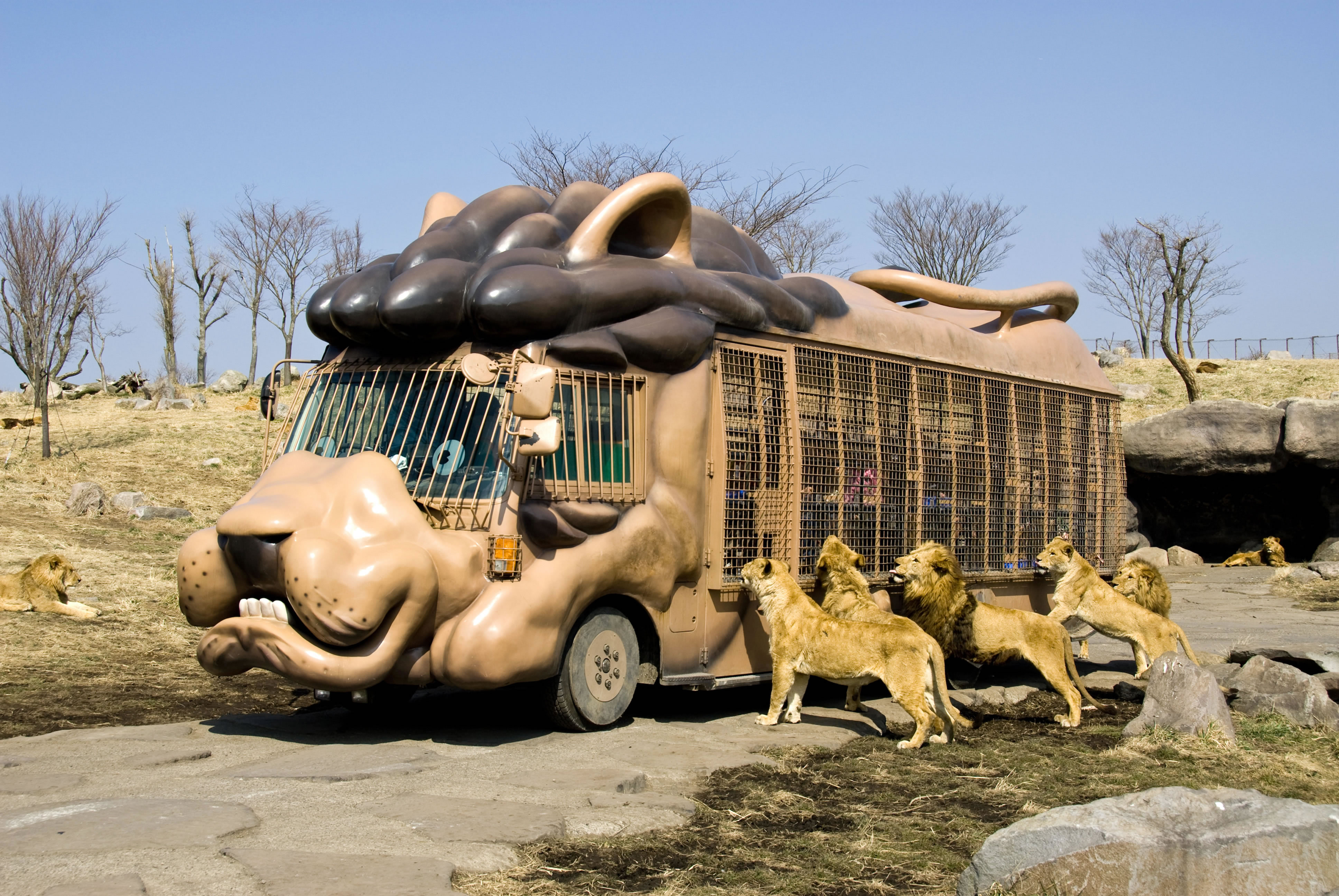 アフリカンサファリ１