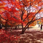 新宿御苑の紅葉!ピクニックが評判。夜のライトアップがない理由とは?