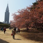 新宿御苑周辺の駐車場で安いパーキングをご紹介!