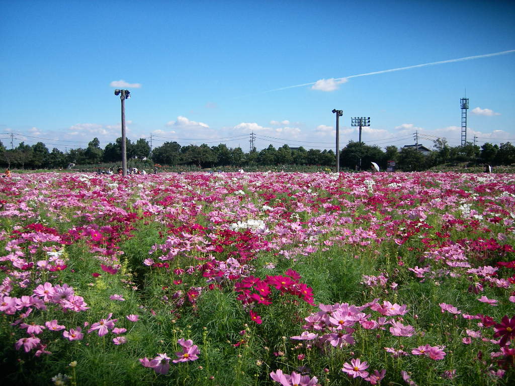 Uniden Digital Camera