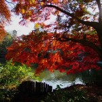 井の頭公園の紅葉見頃時期は11月下旬から!ライトアップはなし…。
