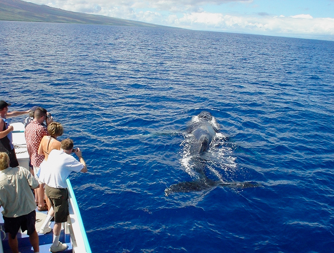 o0677051211663356523