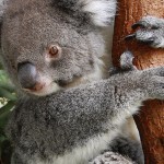 動物園人気ランキング【関西編】