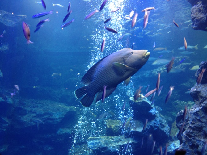 京都水族館1
