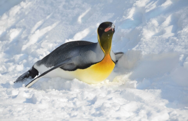 o0800051813244648599