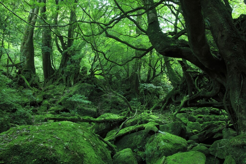 open-uri20131222-18719-1jpb44f