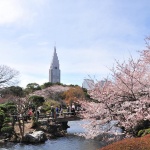 東京でお花見をしたい!穴場スポットはどこ?