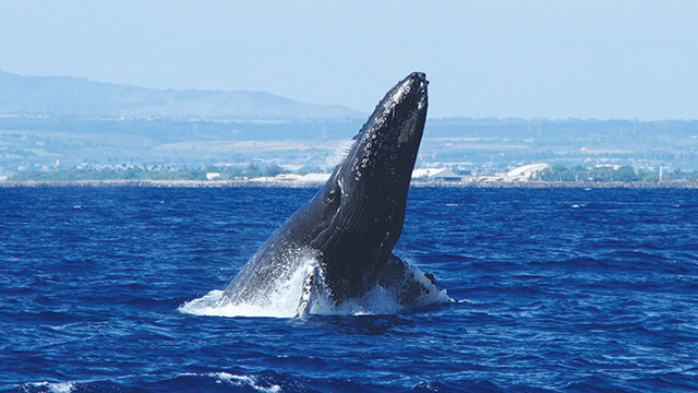 出典:http://www.hawaiist.net/wp-content/uploads/2014/02/t_whalewatching_main.jpg
