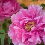 国内旅行人気ランキング【春編】