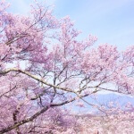 春休みは国内旅行がおすすめ!厳選4箇所をご紹介!