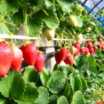 東京近郊で食べ放題できるイチゴ狩りスポットをご紹介!