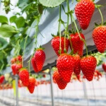 関東で大人気のイチゴ狩りスポットをご紹介!
