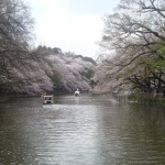 2016年のお花見。東京のおすすめスポットは?