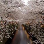 関東で2016年お花見をするにはこのスポット!