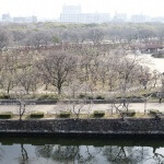 大阪でお花見するならここ!2016年のおすすめスポットをご紹介。