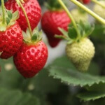 イチゴ狩り2016!愛知の人気スポットをご紹介!