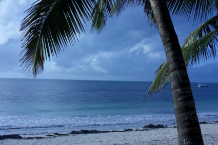 beach_palm_tree_269053
