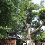 宇賀神社ではムクノキに注目!中臣鎌足との縁とは?