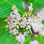 紫式部の墓所の秘密を解説!実はお隣のお墓に重大な意味が?