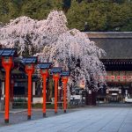 平野神社は絵馬もお守りも桜!「授かる守」も気になる!