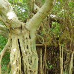 ガジュマルのパワーと神秘について徹底解説